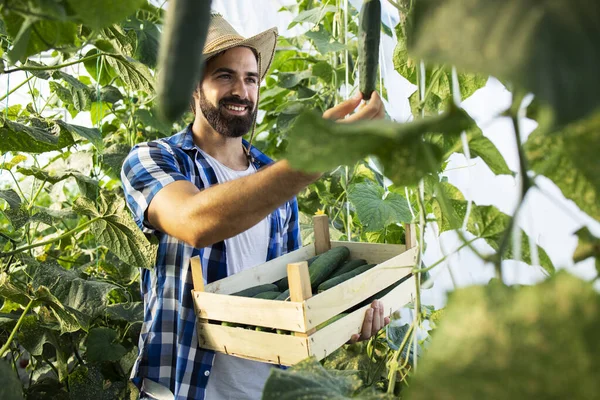 Jeune Entrepreneur Agricole Avec Chapeau Cultivant Produisant Des Légumes Biologiques — Photo