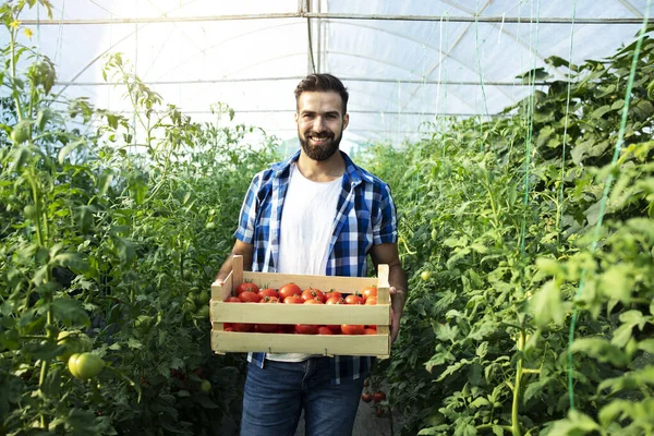 Retrato Jovem Agricultor Barbudo Segurando Caixa Cheia Tomates Frescos Estufa — Fotografia de Stock