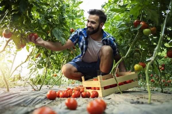 Jovem Empresário Agricultor Que Cultiva Produz Legumes Orgânicos Frescos Trabalhador — Fotografia de Stock