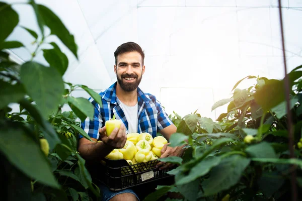 Joven Agricultor Emprendedor Cultivando Produciendo Verduras Orgánicas Frescas Trabajador Recogiendo — Foto de Stock