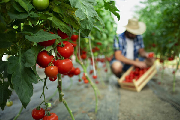 Organic food farm. Farmer picking fresh ripe tomato vegetables and putting into wooden crate. Focus on tomatoes.