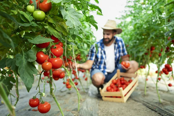 Fazenda Alimentos Orgânicos Agricultor Pegar Vegetais Tomate Maduros Frescos Colocar — Fotografia de Stock
