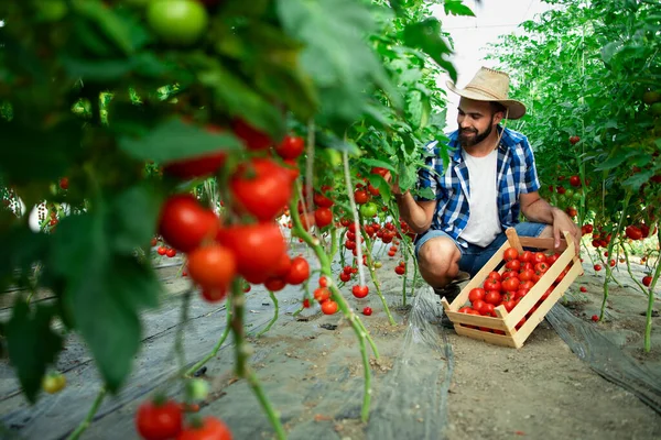 Granja Alimentos Orgánicos Agricultor Recogiendo Verduras Frescas Tomate Maduro Poniendo — Foto de Stock