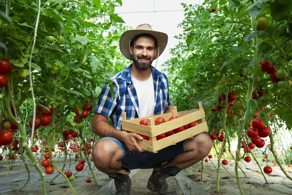 Retrato Joven Granjero Sonriente Con Verduras Tomate Recién Recogidas Pie — Foto de Stock