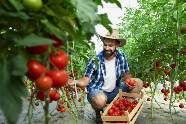 Granja Alimentos Orgánicos Agricultor Recogiendo Verduras Frescas Tomate Maduro Poniendo — Foto de Stock