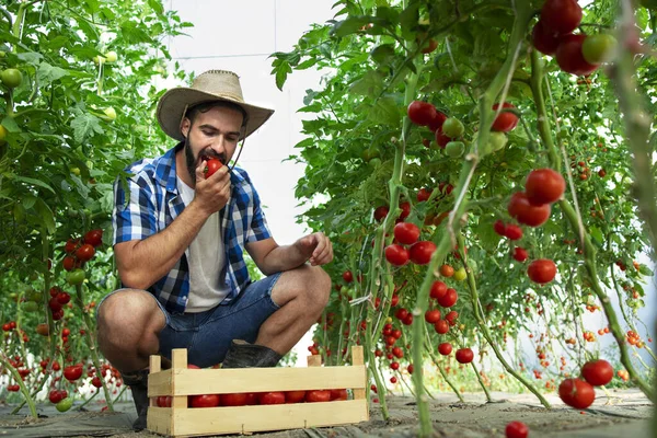 Aufnahme Eines Jungen Bärtigen Bauern Der Tomatengemüse Beißt Und Die — Stockfoto