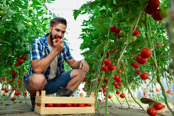 턱수염을 농부가 토마토 채소를 맛보고 온실에서 유기농 식품의 확인하는 장면입니다 — 스톡 사진