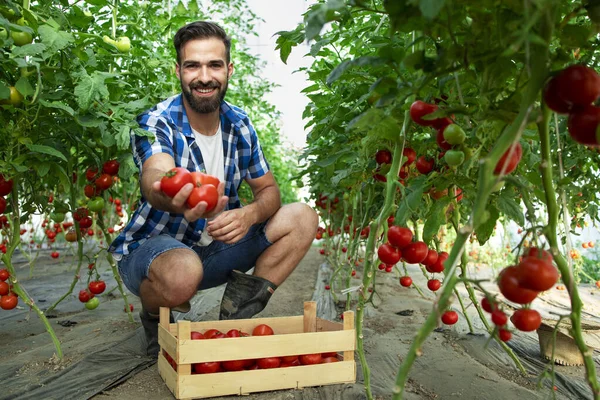 Fusillade Jeune Agriculteur Barbu Tenant Des Tomates Main Alors Tenait — Photo