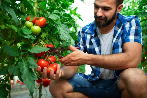 Granja Alimentos Orgánicos Agricultor Recogiendo Verduras Frescas Tomate Maduro Para — Foto de Stock