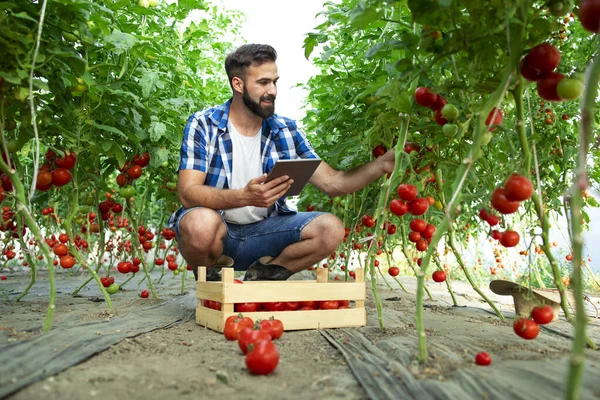 Landwirt Hält Tablette Der Hand Und Überprüft Qualität Von Tomatengemüse — Stockfoto