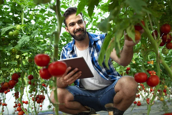 Landwirt Mit Tablet Computer Überprüft Qualität Und Frische Von Tomatengemüse — Stockfoto