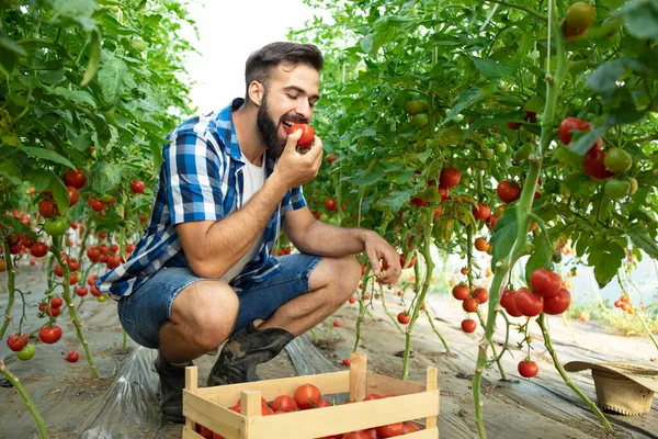 Aufnahme Eines Jungen Bärtigen Bauern Der Tomatengemüse Probiert Und Die — Stockfoto