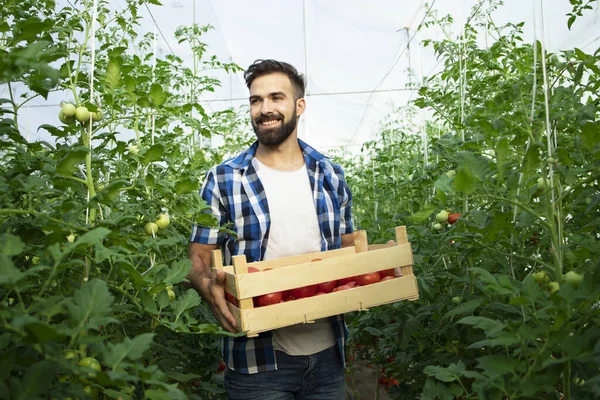 Retrato Joven Granjero Sonriente Con Verduras Tomate Recién Recogidas Pie — Foto de Stock