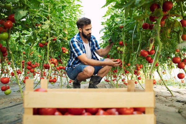 Granja Alimentos Orgánicos Agricultor Recogiendo Verduras Frescas Tomate Maduro Poniendo — Foto de Stock