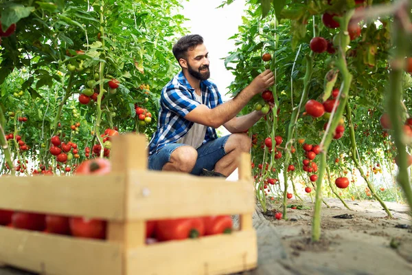 Granja Alimentos Orgánicos Agricultor Recogiendo Verduras Frescas Tomate Maduro Poniendo — Foto de Stock