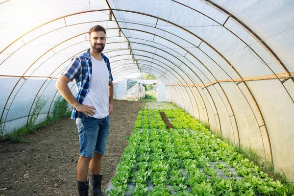 Retrato Fazendeiro Trabalhador Estufa Por Vegetais Orgânicos Produção Agrícola Alimentos — Fotografia de Stock