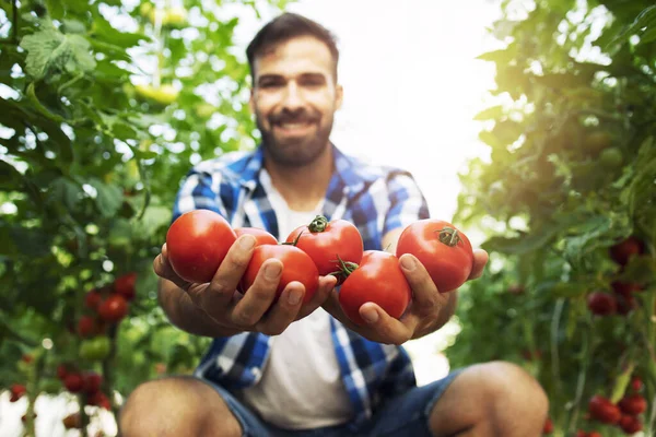 Vista Cerca Tomate Vegetal Tiro Granjero Sonriente Sosteniendo Tomates Mano — Foto de Stock