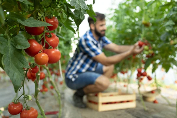 Tomates Granja Alimentos Ecológicos Agricultor Recogiendo Verduras Frescas Tomate Maduro — Foto de Stock