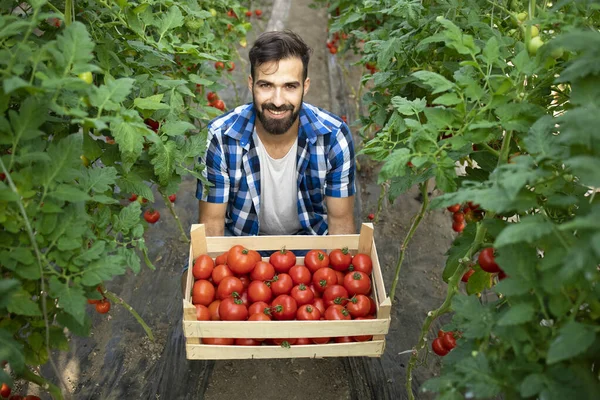 Joven Campesino Barbudo Sosteniendo Tomates Recién Cosechados Jardín Producción Alimentos — Foto de Stock