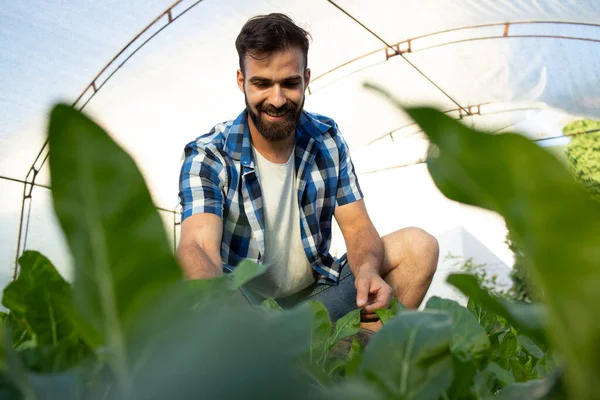 Joven Campesino Barbudo Tocando Hojas Cultivos Comprobando Calidad Las Plantas — Foto de Stock