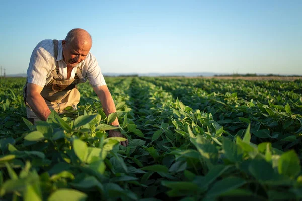 밭에서 부지런 일하는 농부는 수확하기 농작물을 유기농 생산과 — 스톡 사진