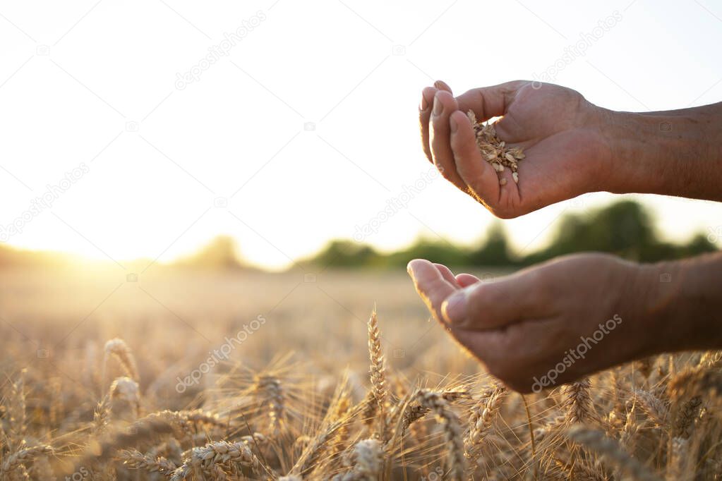 Farmers hands in wheat field. Successful harvest.