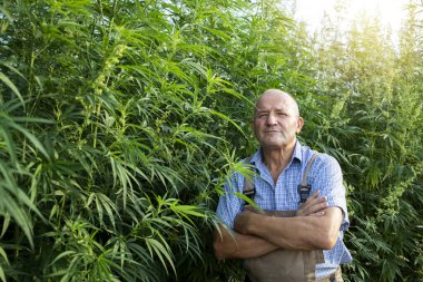 Kenevir veya kenevir tarlasının yanında duran kıdemli tarım uzmanının portresi. Arkaplanda esrar sativa bitkisi.
