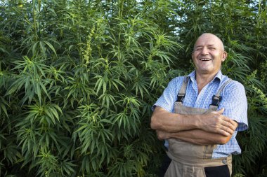 Kenevir bitkisinin başarılı üretimi. Kenevir veya kenevir tarlasında kollarını kavuşturmuş gülümseyen yaşlı çiftçinin portresi. Alternatif tıp için ürün yetiştirmek.