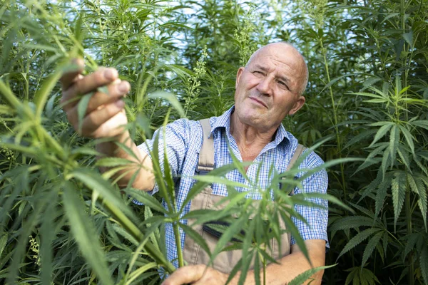 Agronomista Verificando Qualidade Plantas Cannabis Cânhamo Campo Culturas Para Medicina — Fotografia de Stock