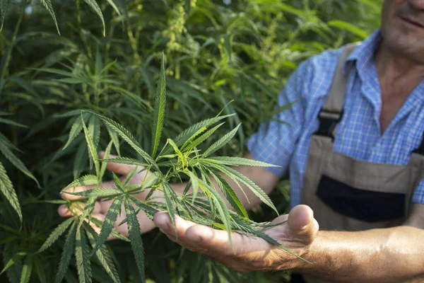 Growing cannabis or hemp plants for alternative medicine. Close up view of agronomist\'s hands checking plant quality.