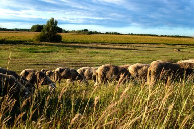 Koyun çobanı açık alanda taze ot yiyor. Çiftlik arazisinde birlikte otlayan sığırlar..