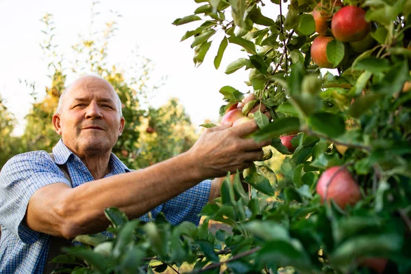 Appelplukken Man Plukkend Appels Van Een Boom Fruitgaard — Stockfoto