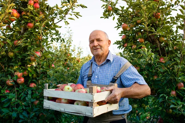 Retrato Homem Sênior Segurando Caixa Cheia Maçãs Pomar Frutas Colheita — Fotografia de Stock