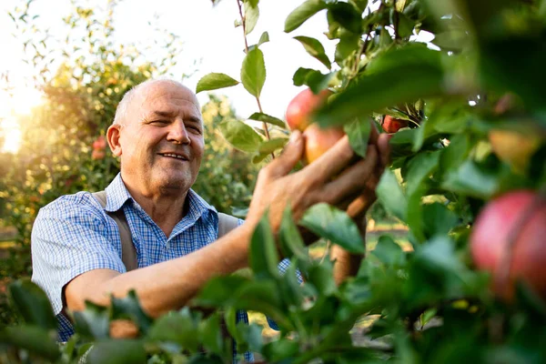 Trabajador Senior Sonriente Recogiendo Manzanas Huerto Frutas — Foto de Stock