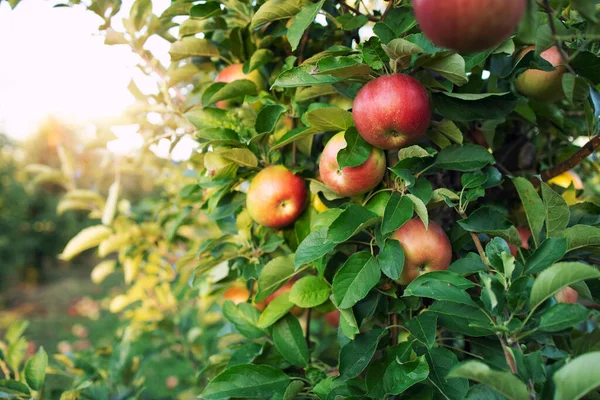 Verger Pommes Branche Arbre Aux Pommes Coucher Soleil — Photo