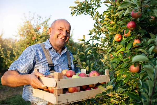 Apple farmer in fruit orchard.