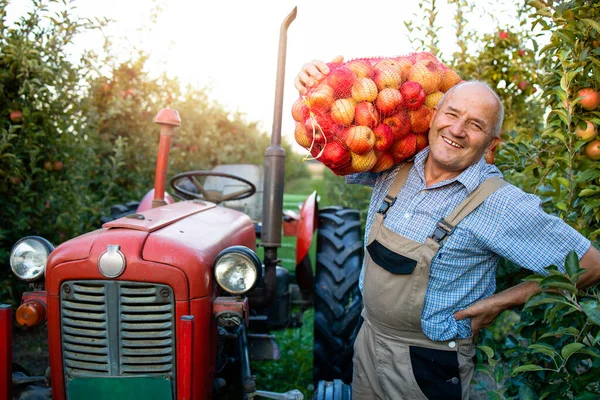Retrato Trabalhador Agrícola Segurando Saco Cheio Frutas Maçã Fundo Uma — Fotografia de Stock