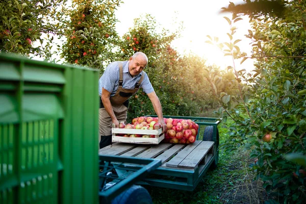 Aktive Seniorin Sortiert Frisch Geerntetes Apfelobst Obstgarten — Stockfoto