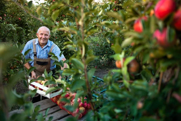 Hombre Mayor Agricultor Activo Que Organiza Fruta Manzana Recién Cosechada — Foto de Stock
