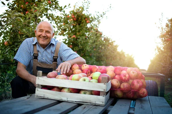 Landwirt Steht Obstgarten Neben Einer Kiste Voller Frischer Roter Äpfel — Stockfoto