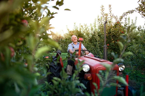 Hombre Mayor Agricultor Conducir Vieja Máquina Tractor Estilo Retro Través — Foto de Stock