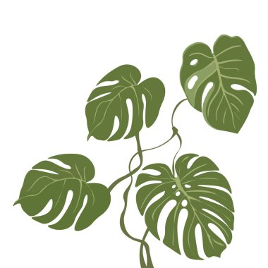 Tropikal monstera bırakır. Egzotik yeşil dal. Beyaz arka plan üzerinde izole vektör