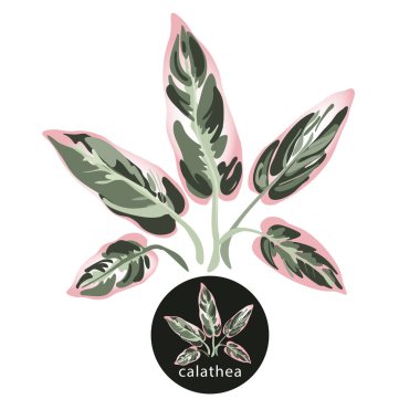 Tropikal calathea bırakır. Egzotik yeşil-pembe şube. Beyaz arka plan üzerinde izole vektör