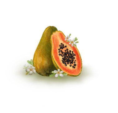 Tropikal meyveler. Papaya klip resim beyaz arka plan izole çizilmiş yaprak ve çiçekler el ile ayarlayın