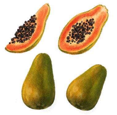 Tropikal meyveler. Papaya klip resim beyaz arka plan izole çizilmiş yaprak ve çiçekler el ile ayarlayın