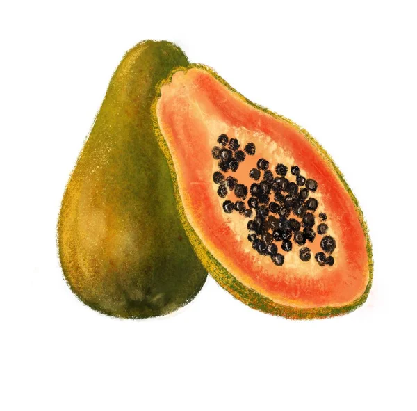 Tropikal meyveler. Papaya klip resim beyaz arka plan izole çizilmiş yaprak ve çiçekler el ile ayarlayın