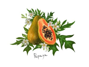 Tropikal meyveler. Papaya klip resim beyaz arka plan izole çizilmiş yaprak ve çiçekler el ile ayarlayın