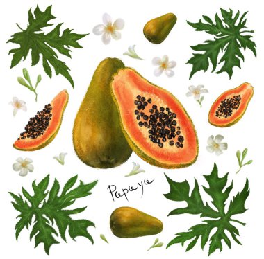 Tropikal meyveler. Papaya klip resim beyaz arka plan izole çizilmiş yaprak ve çiçekler el ile ayarlayın