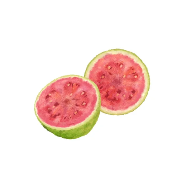 Tropische Frucht Guave Handgezeichnete Aquarell Illustration — Stockfoto