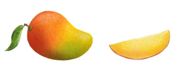 Tropische Mango Fruit Hand Getekende Illustratie Witte Achtergrond — Stockfoto